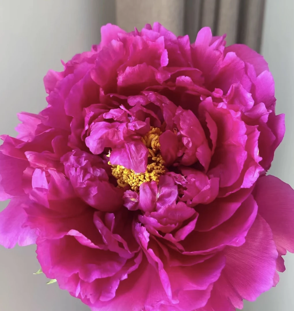 【国色芳华同款-凝烟紫】年宵花牡丹鲜花芍药重瓣鲜切花山东基地