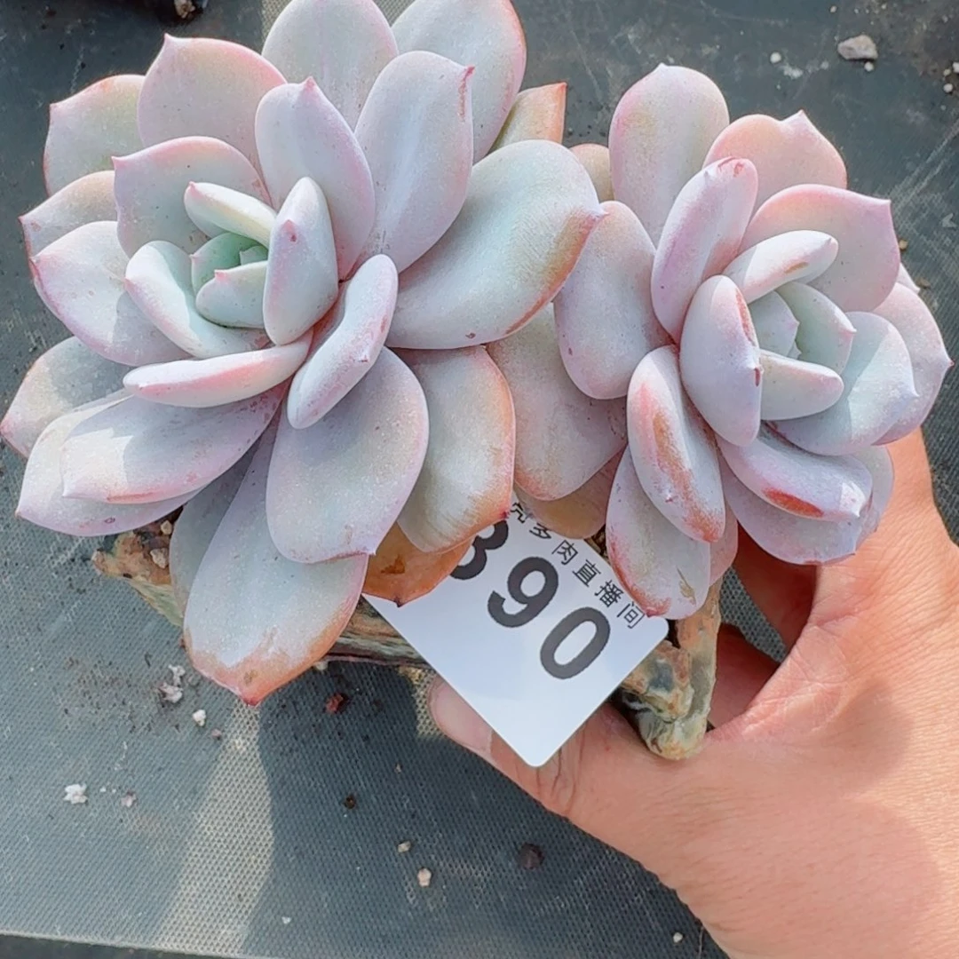 韩版奶茶      愿你一路坦途，乘风破浪展宏图