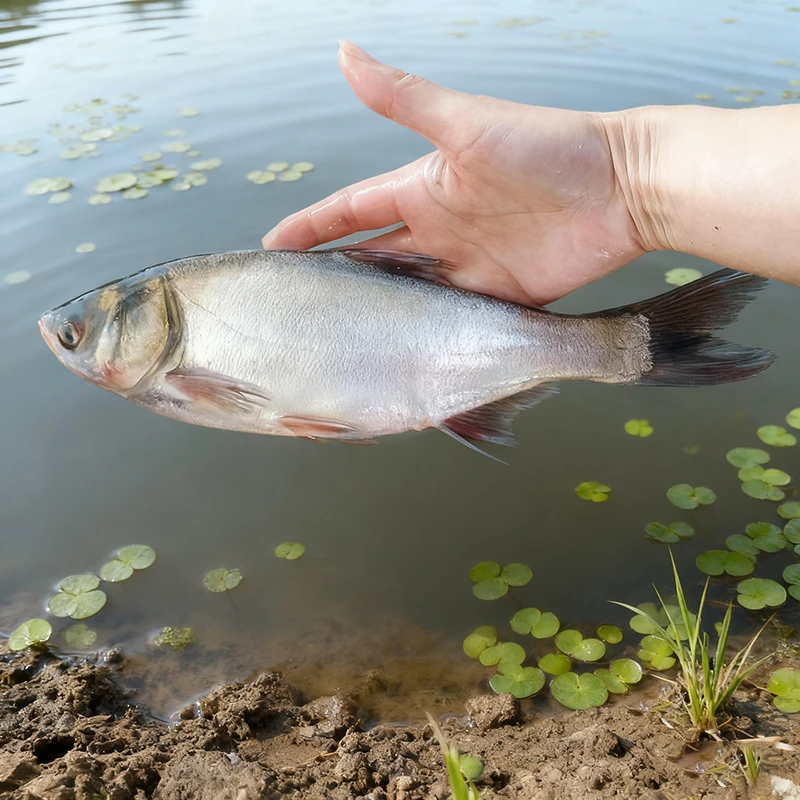 白鲢鱼淡水鱼活体宠物水族观赏鱼可养冷水环境
