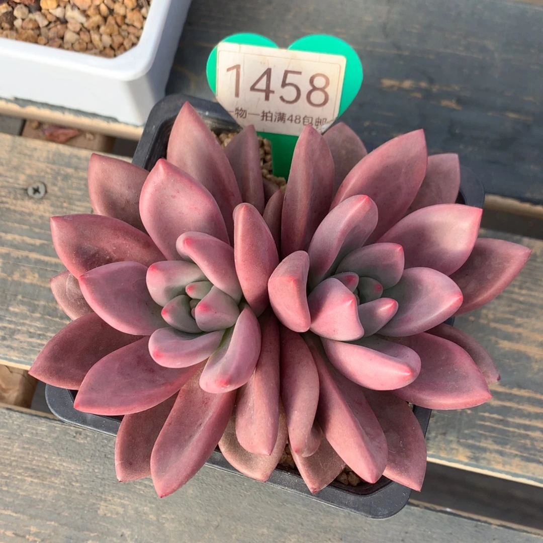 初音无砍一物一拍1458