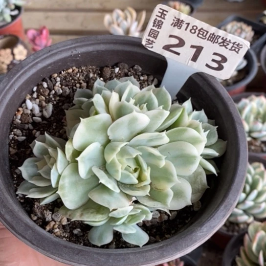 213一一一一一一一一一一一