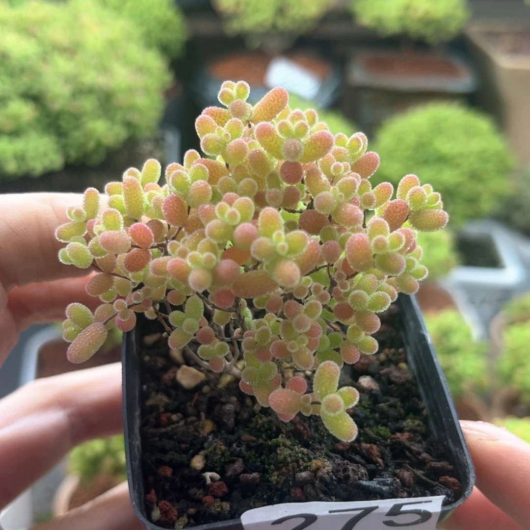 无花朵275蜜桔可爱多肉植物