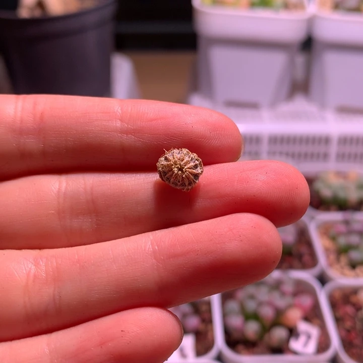 五十铃玉锦种荚一个