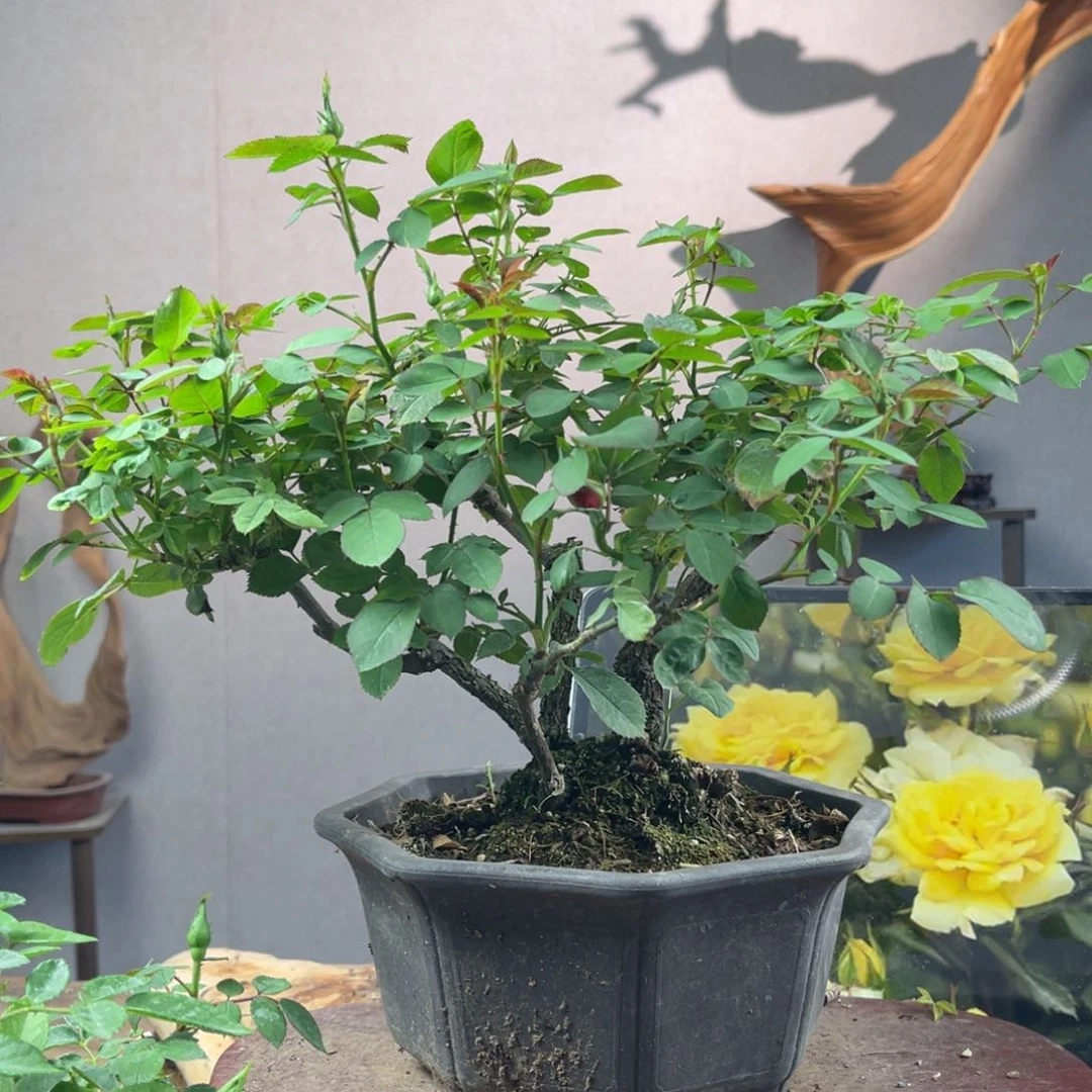 少量花朵（建议范围：2朵-5朵 或40%以下）一*