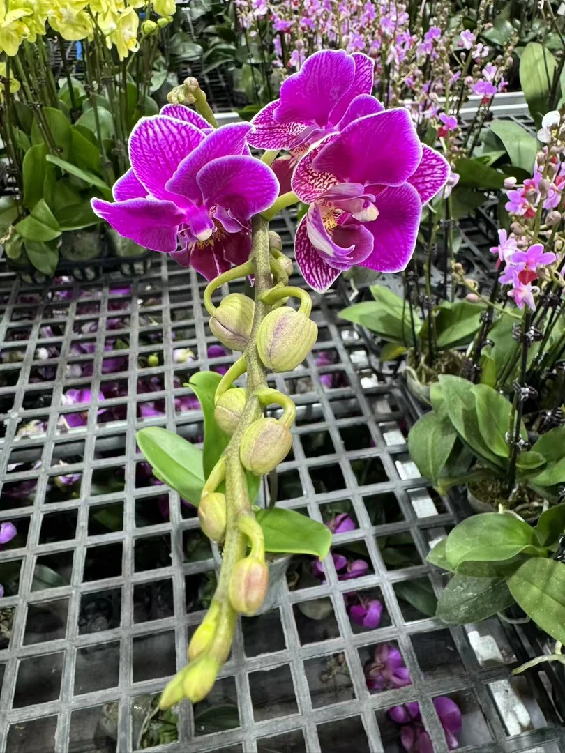 蝴蝶兰【红酒】昆明基地发货