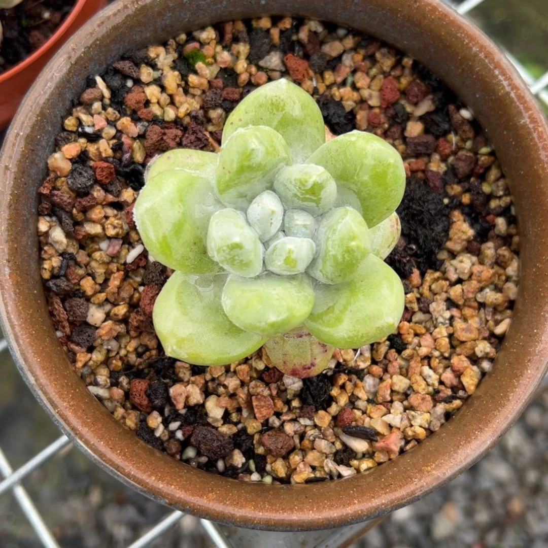 拇指仙女杯带桩子（满38包邮）多肉