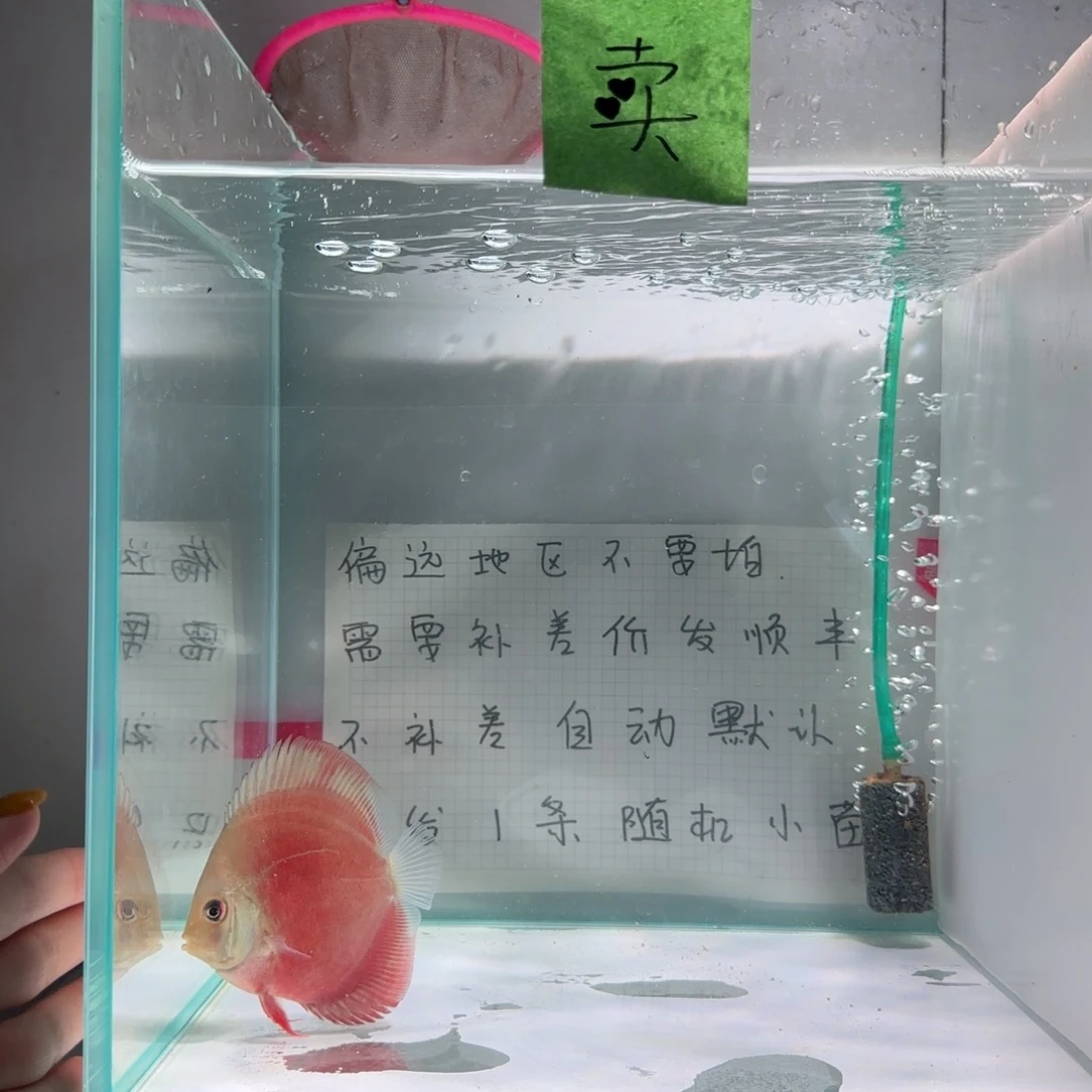七彩神仙鱼肉身7左右，偏远地区不要拍