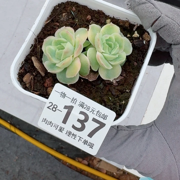 水晶虾饺无盆土发货