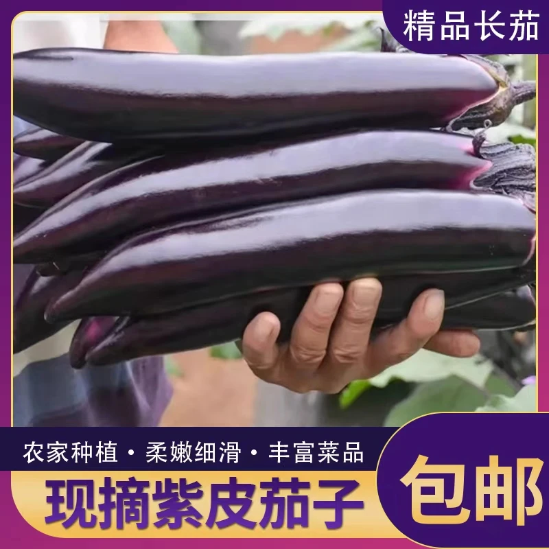 新鲜现摘紫长茄当季时令蔬菜