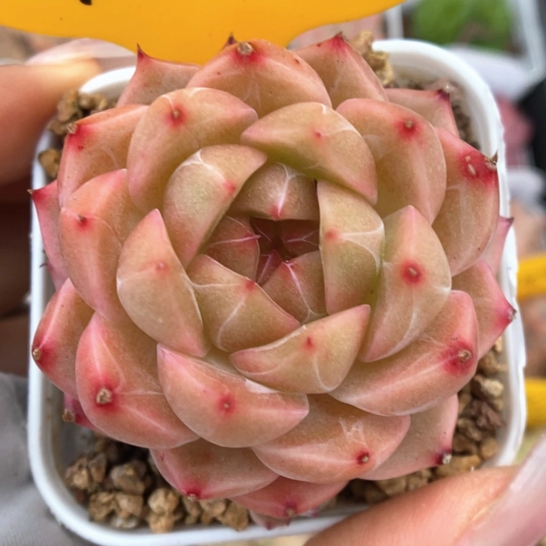 爱丽丝系列1822号。