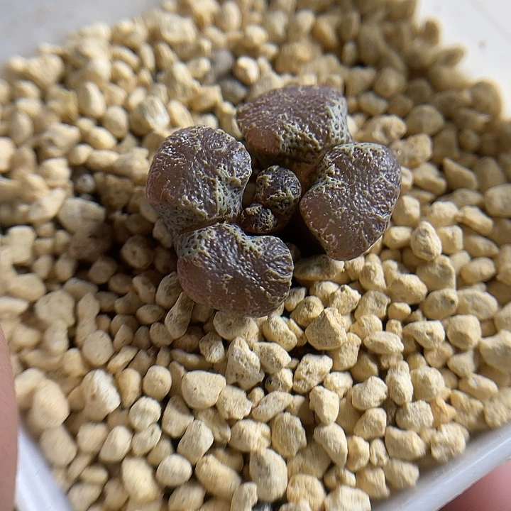 家人园艺多肉生石花超蝶277