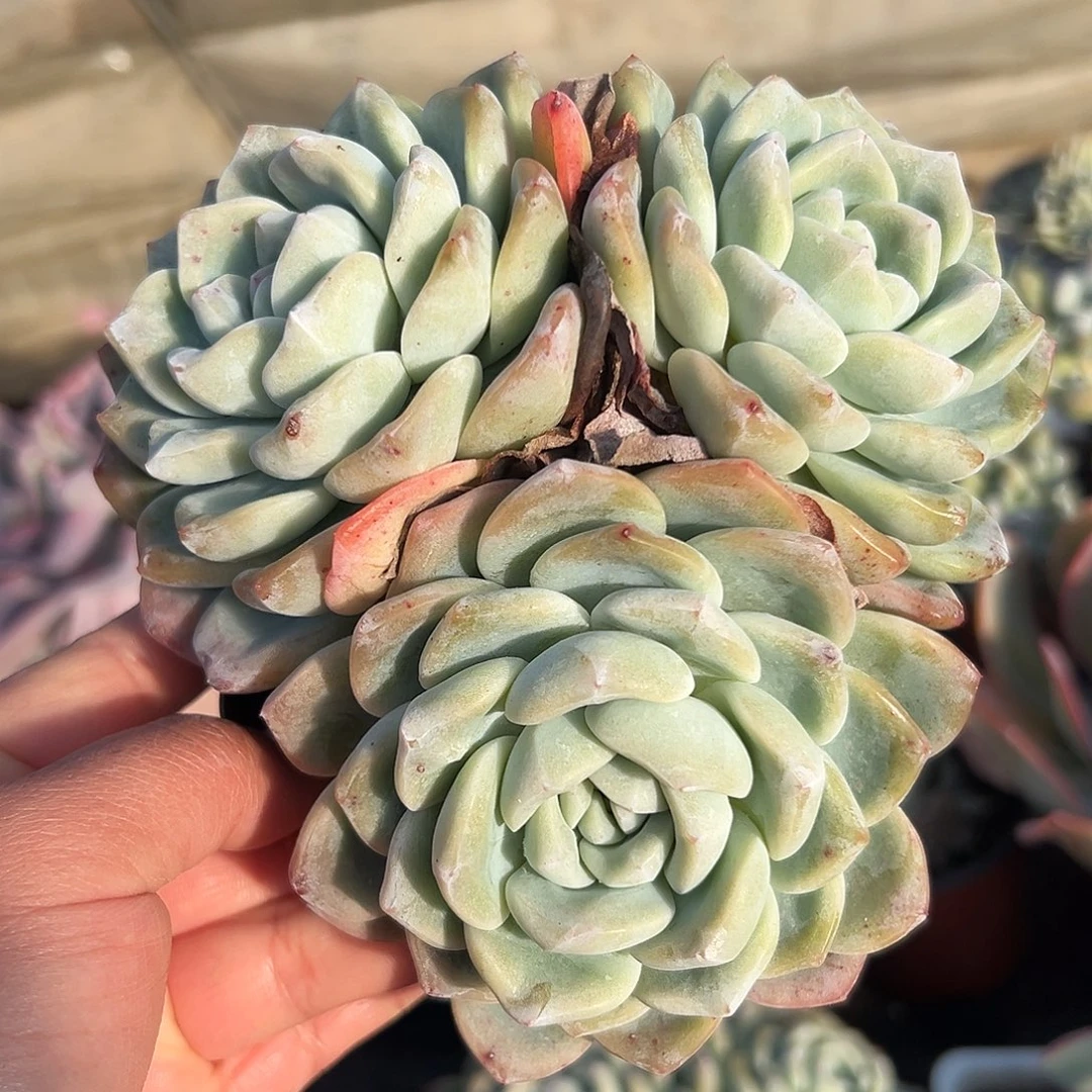 多肉植物冰玉群生