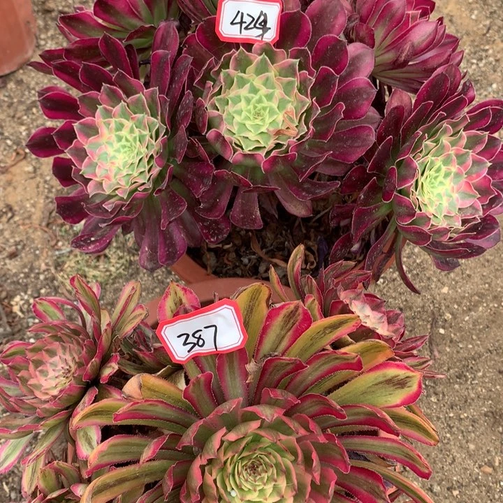 不包损387.424号天合糖果