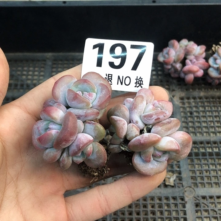 星影石榴籽福利出咯 197