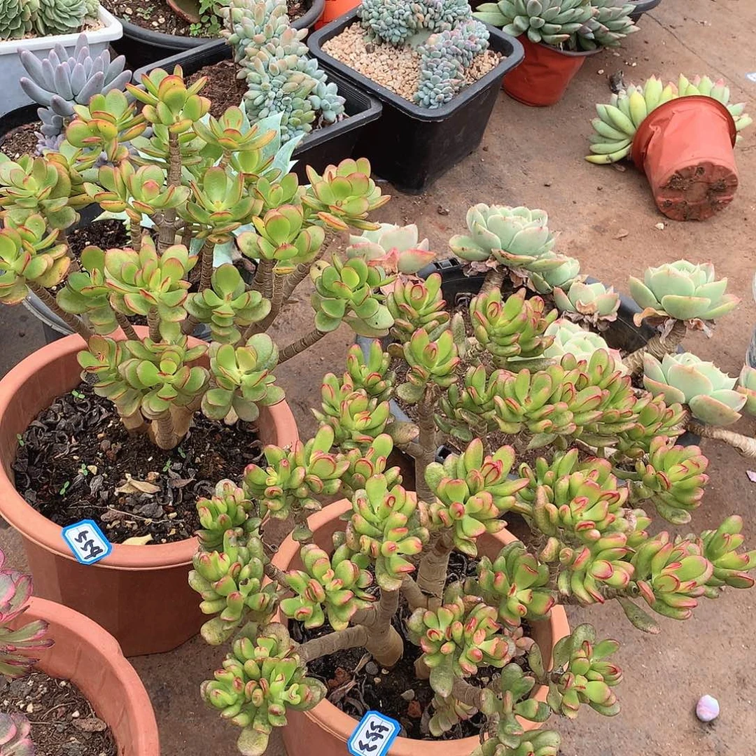 听***の553.554两棵树一物一拍多肉