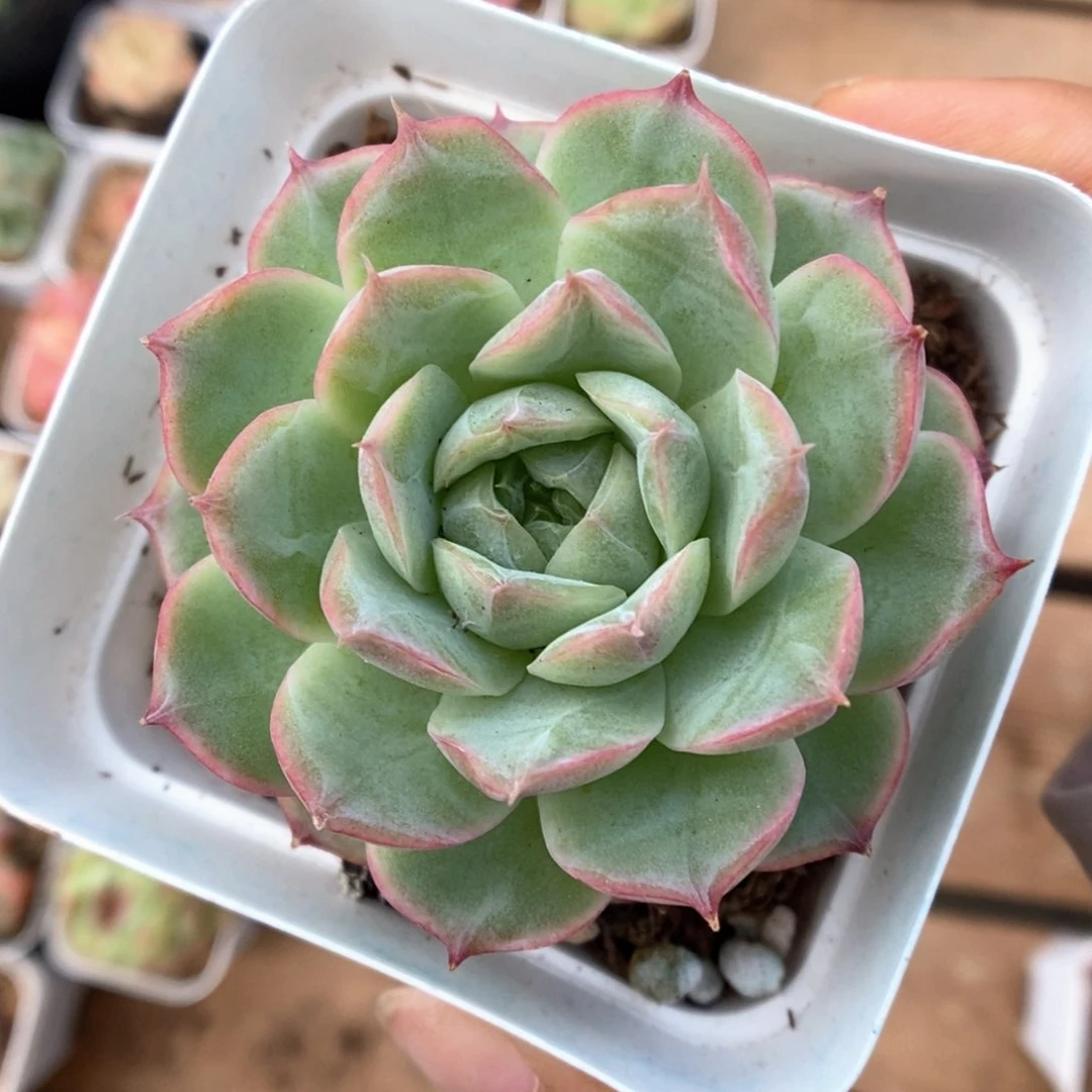 蔷薇珍妮可拍。