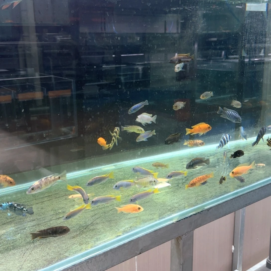 海水A1-9号盲盒福利野生人工都有