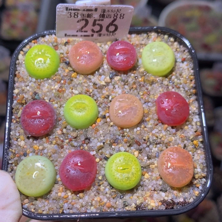 Sss 精品生石花256