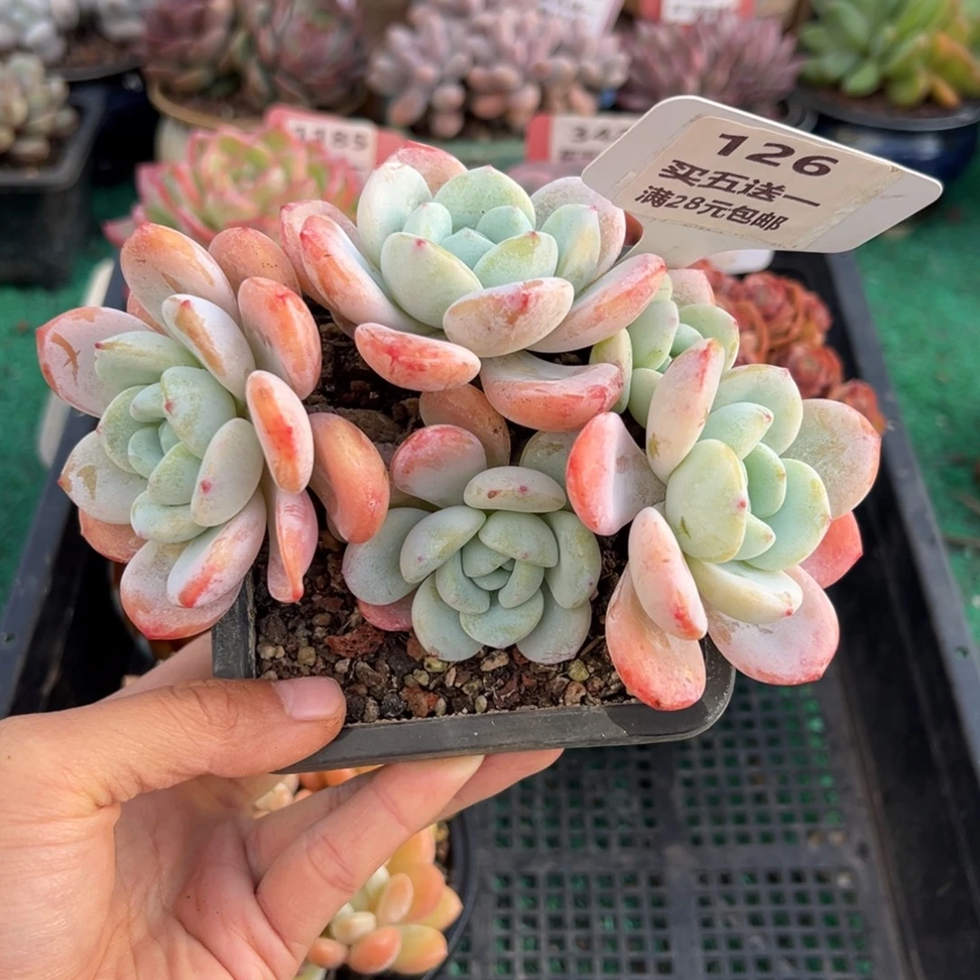 表妹精品多肉植物126.