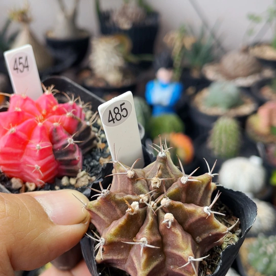 仙人球满28包邮盆口径5公分