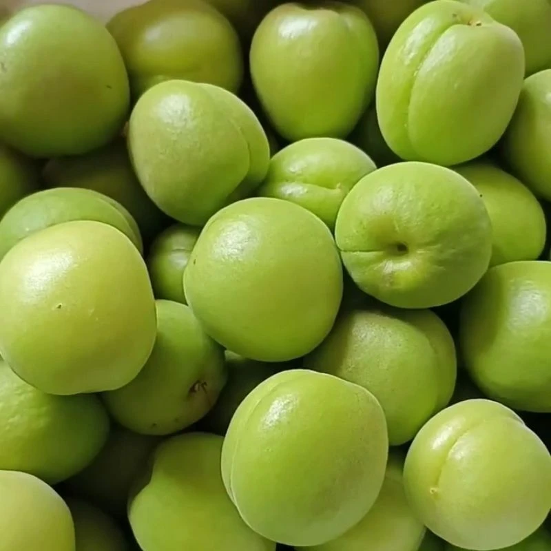 大青杏酸脆爽口1斤/5斤包邮