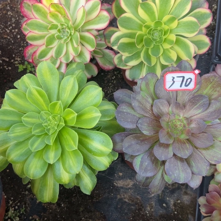 多肉植物370不售后