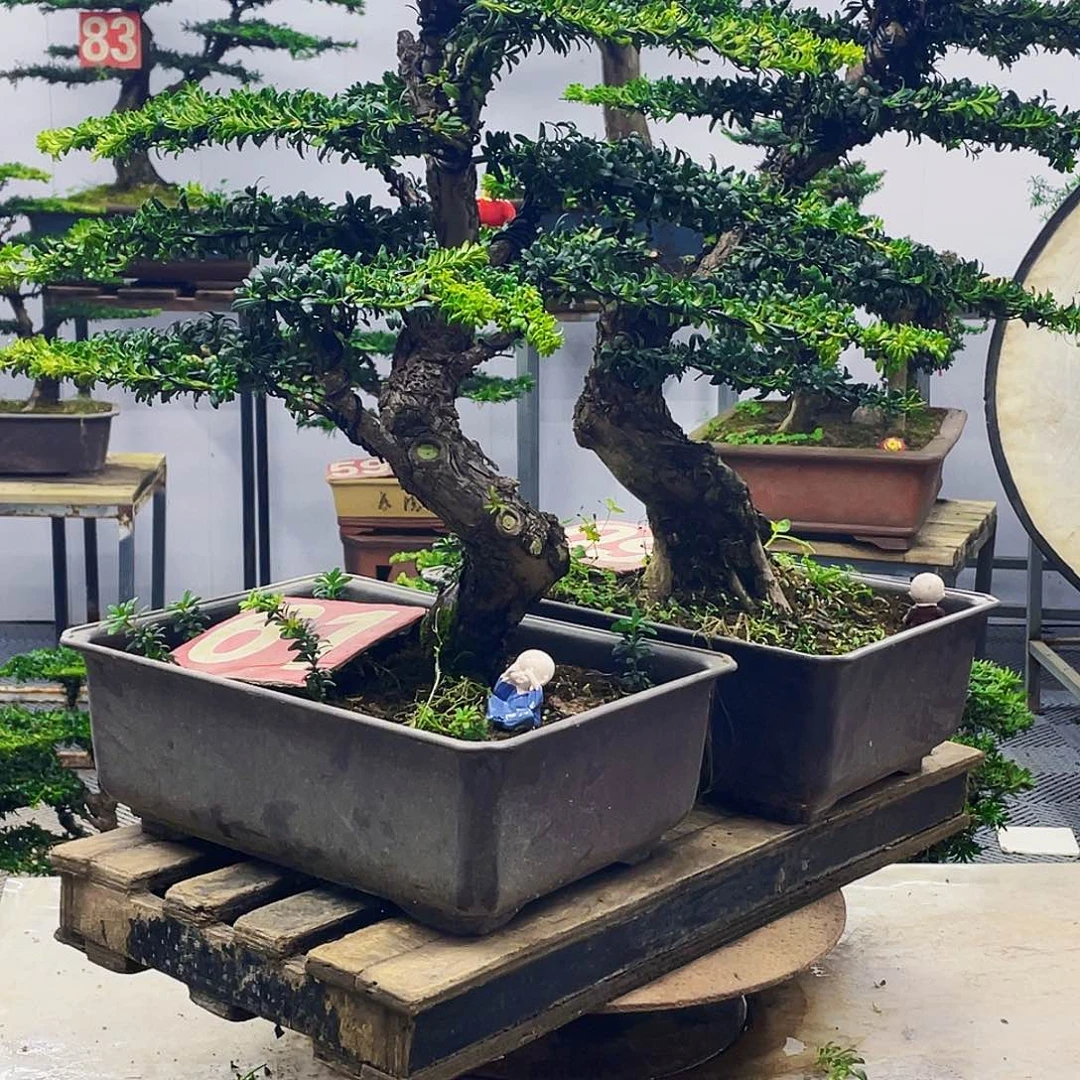 无花朵罗汉松红芽