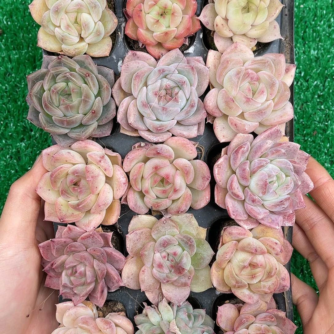 多肉一物一拍21-4