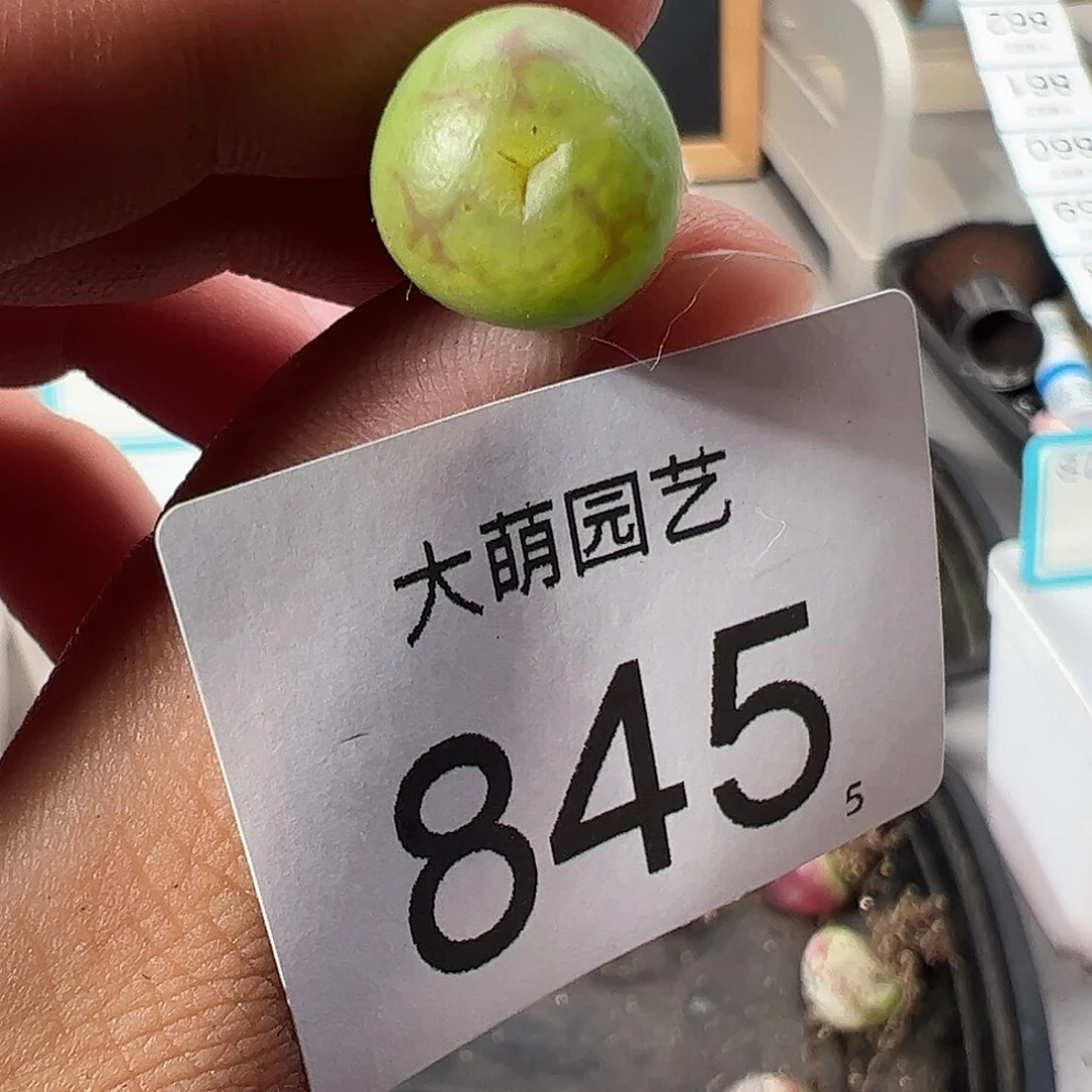 0000845 一物一拍……