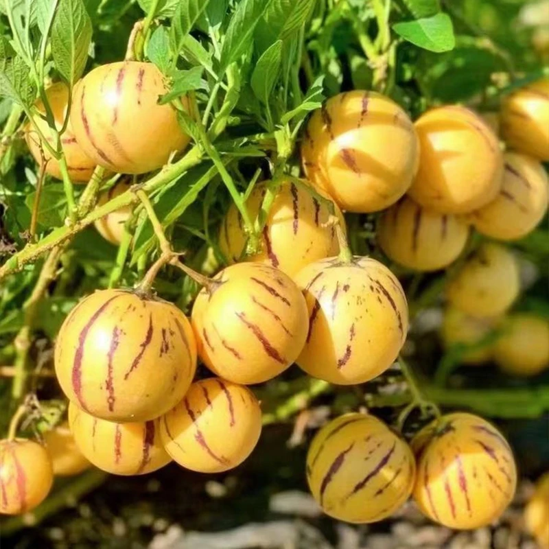 石林人参果树现摘现发黄肉圆果1/3/5斤清甜多汁