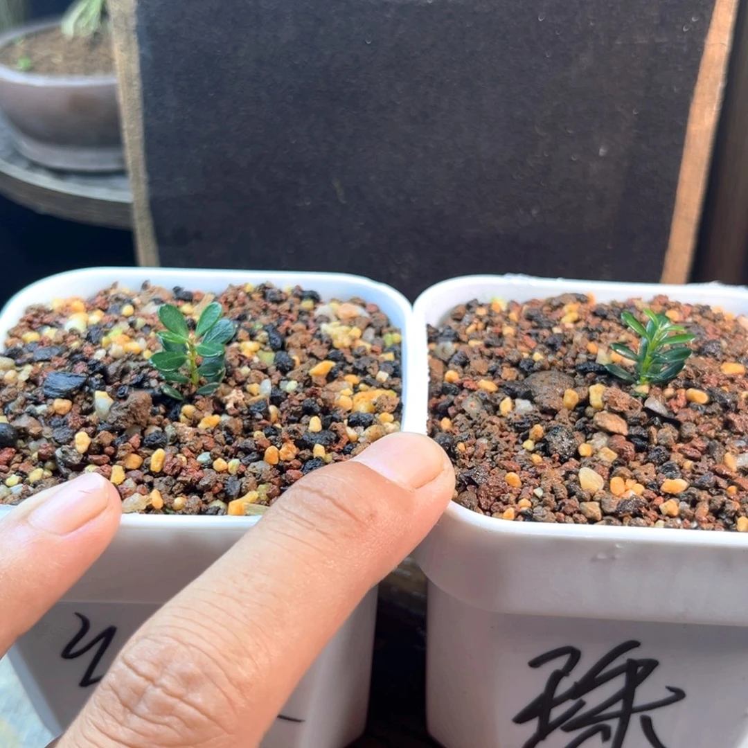无花朵凤米黄杨一物一拍
