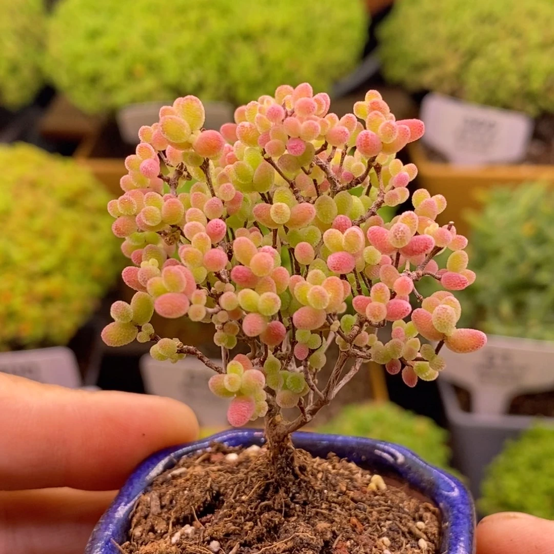 无花朵438蜜橘。