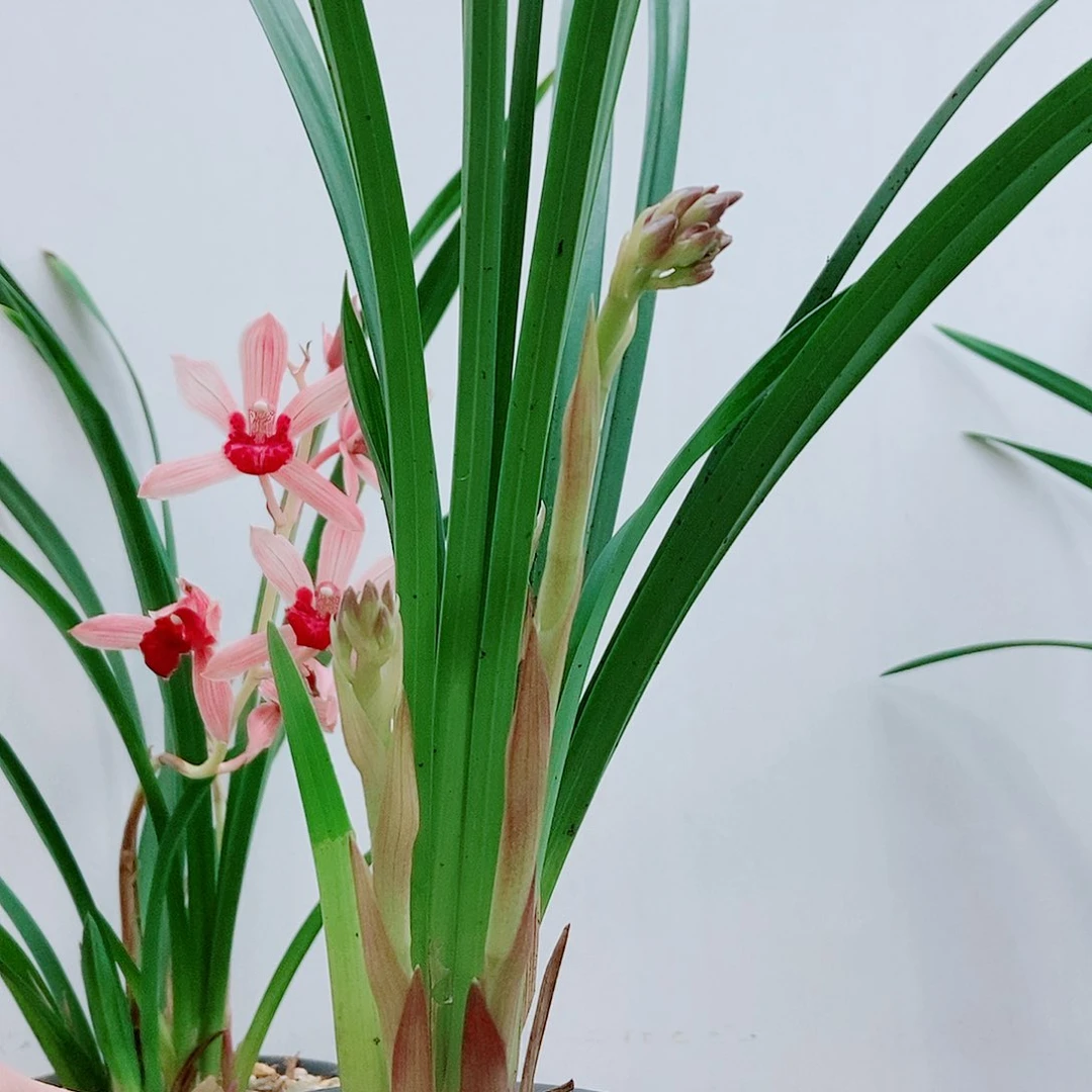 当前无花栽培后可以开花