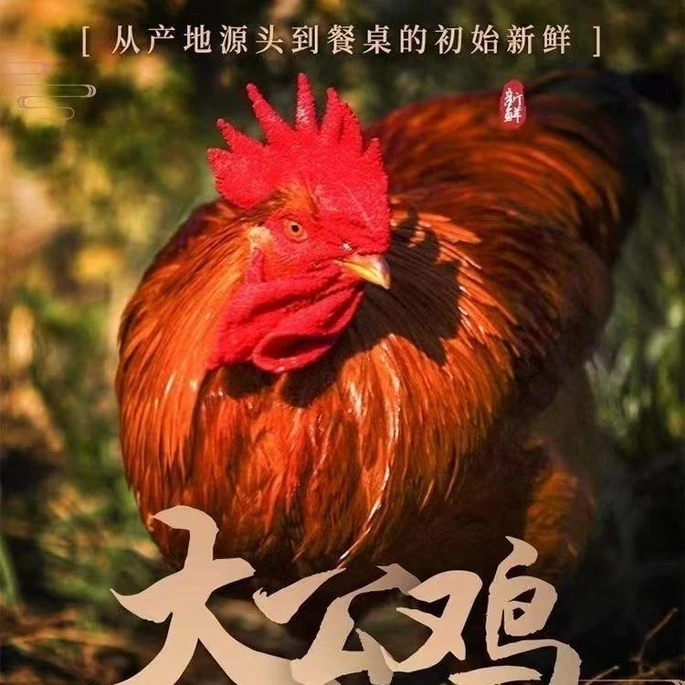 月月1散养三年老公鸡 正宗农家纯粮 顺丰包邮 净重八斤左右