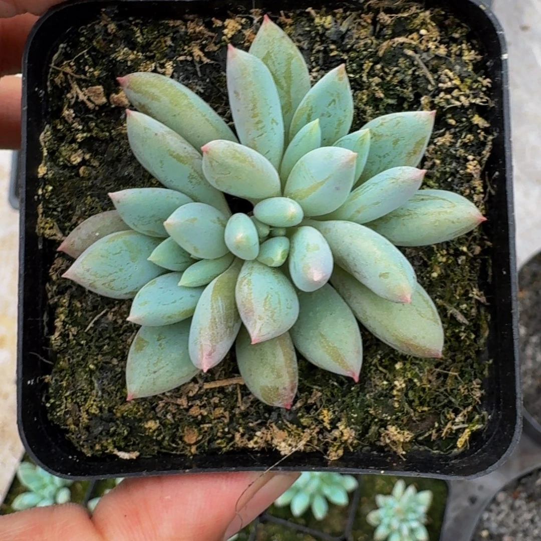 人鱼公主 3头 一物一拍