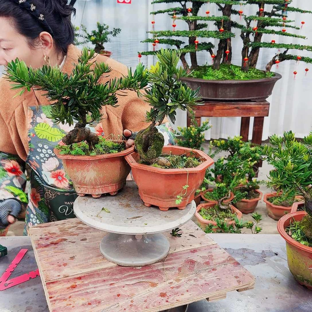 盆景罗汉松一物一拍