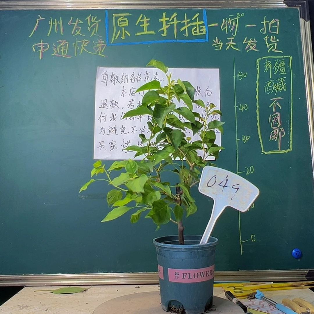 当前无花栽培后可以开花落日049
