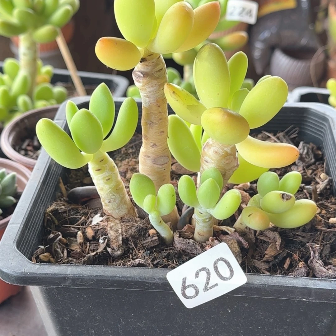 620号 一物一拍 一物一拍
