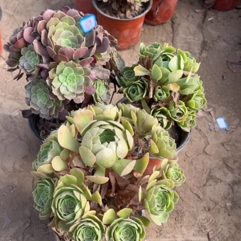 869多肉植物组合，
