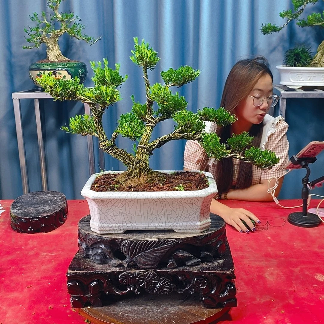 完全开放广东黄杨盆景