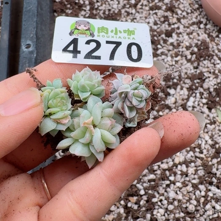 新****心多肉植物多肉植物