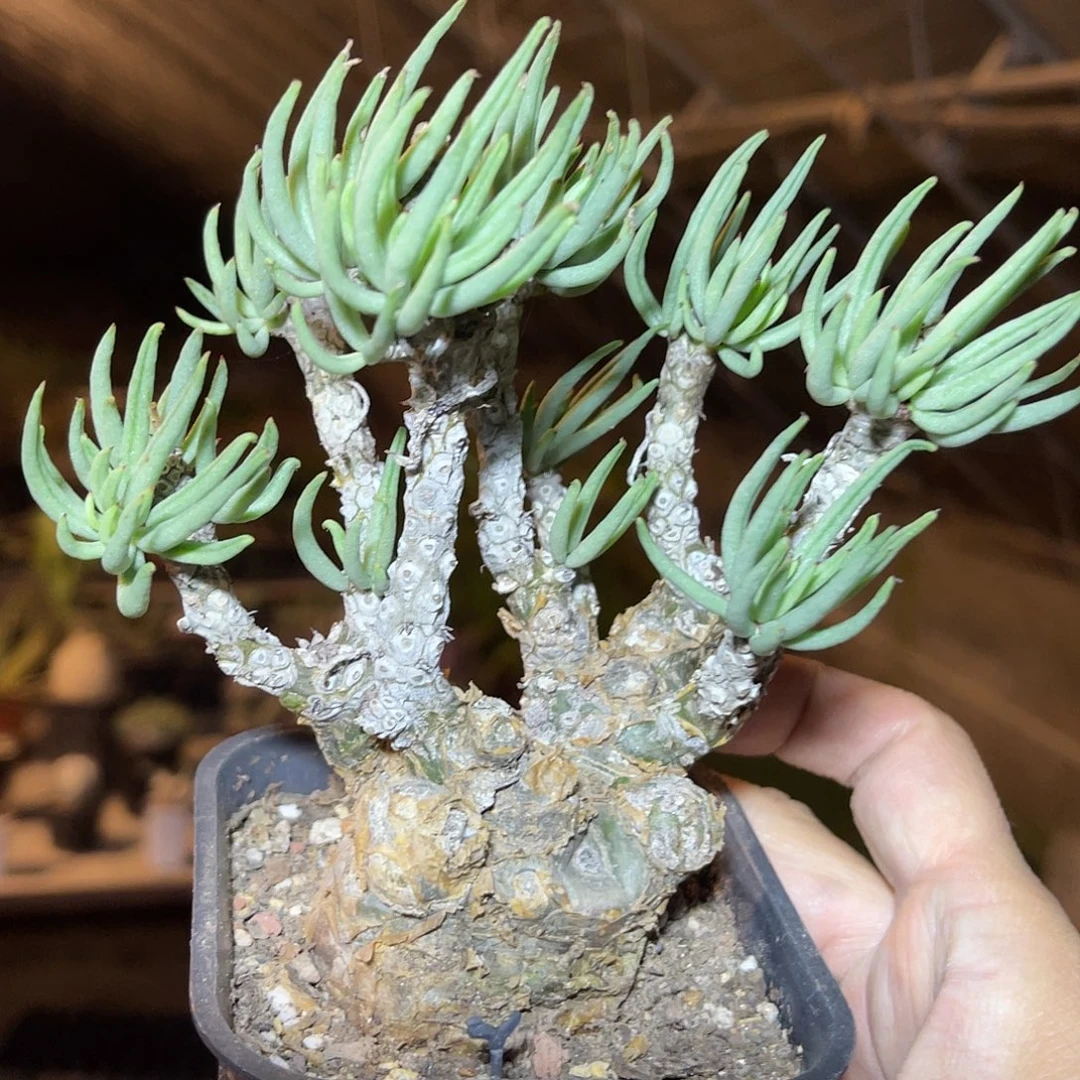 老家产地白象奇峰锦一物一拍