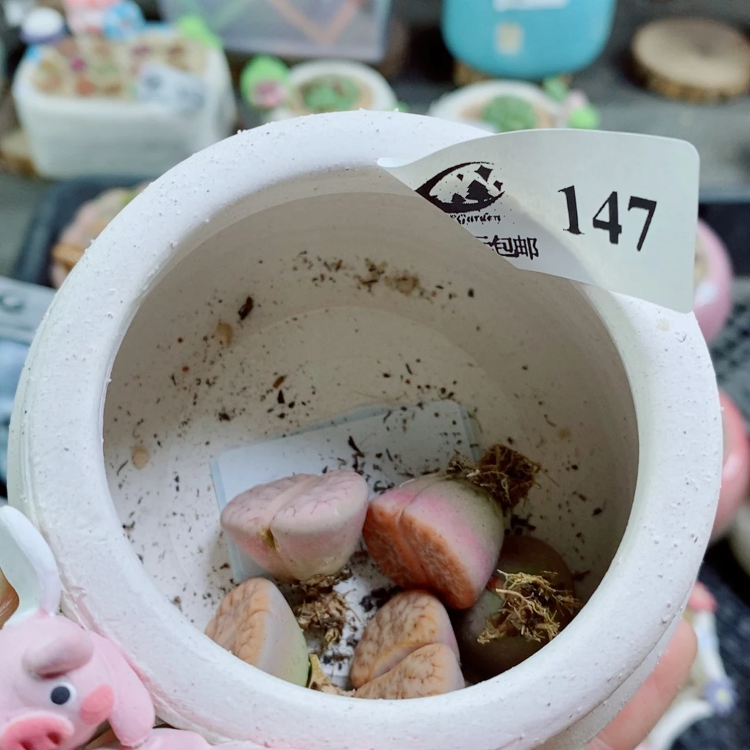 如***蕾其实哈哈哈哈哈哈哈哈哈哈哈147