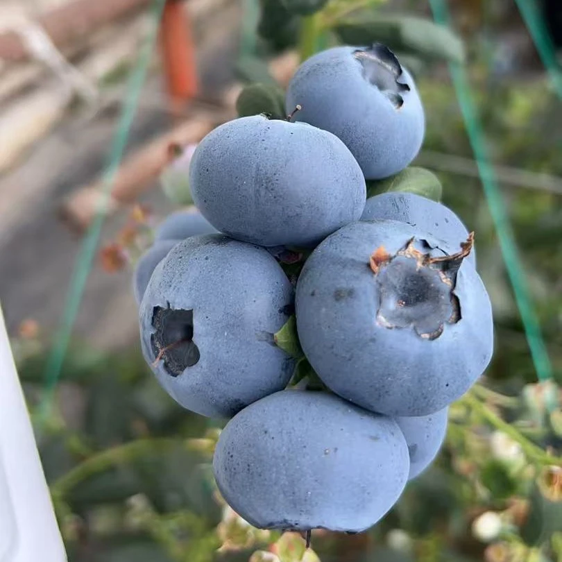 丹东蓝莓L25纯甜花香蓝莓