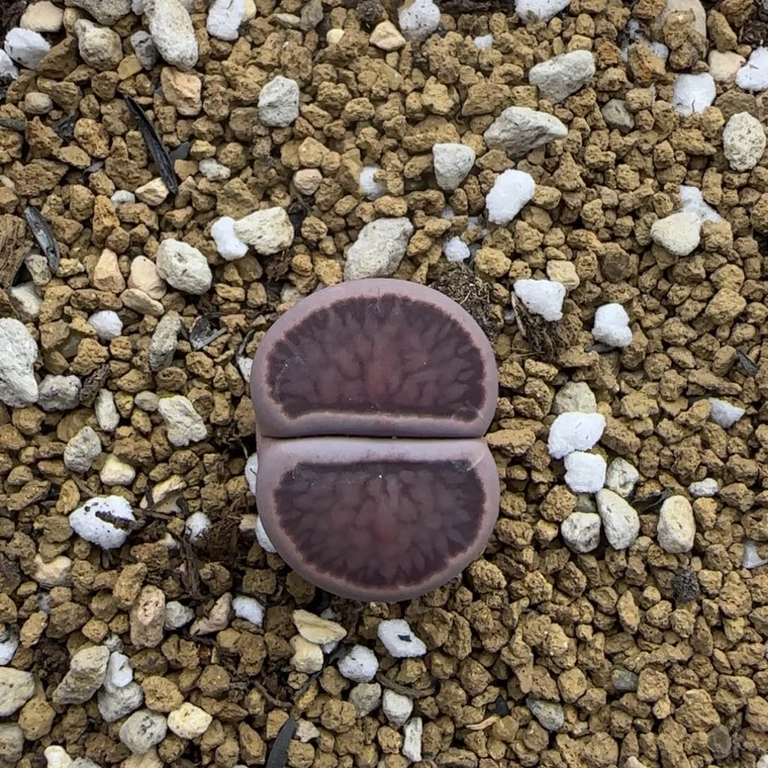 单头紫菊清框福利30包邮