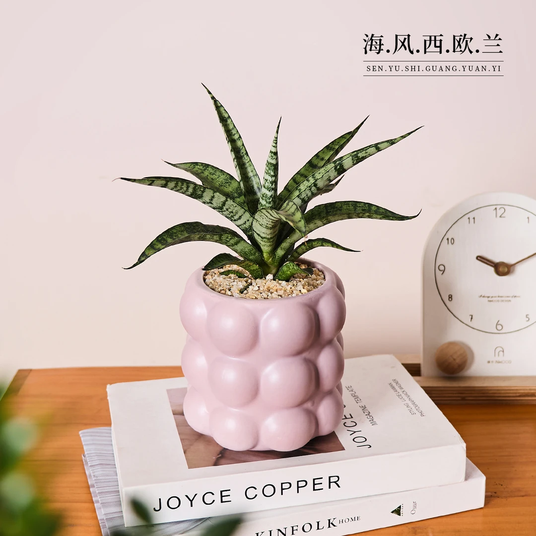 西欧兰虎皮兰盆栽办公室内桌面绿植花卉耐旱好养净化空气植物