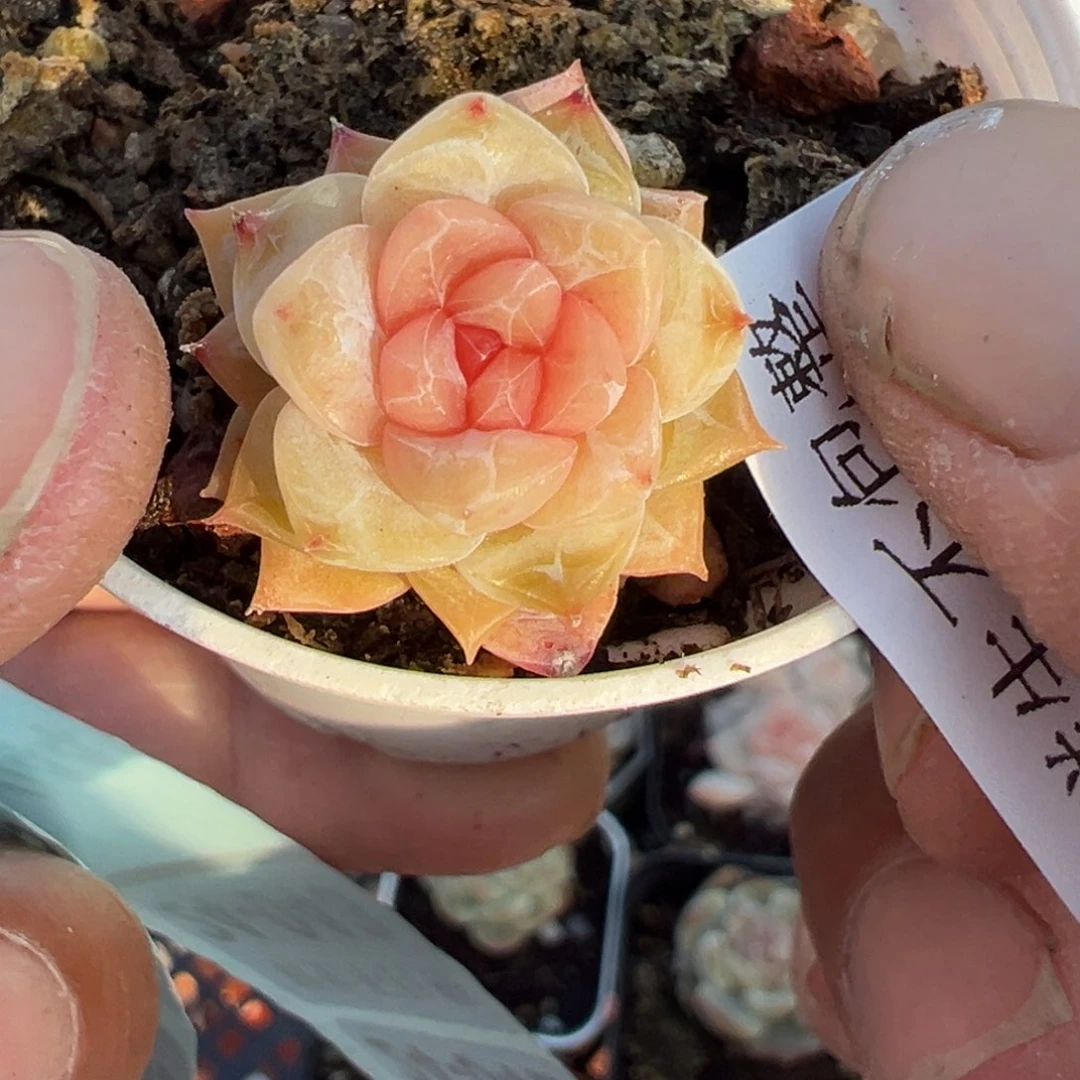 小卡拉米糖心一物一拍24-38