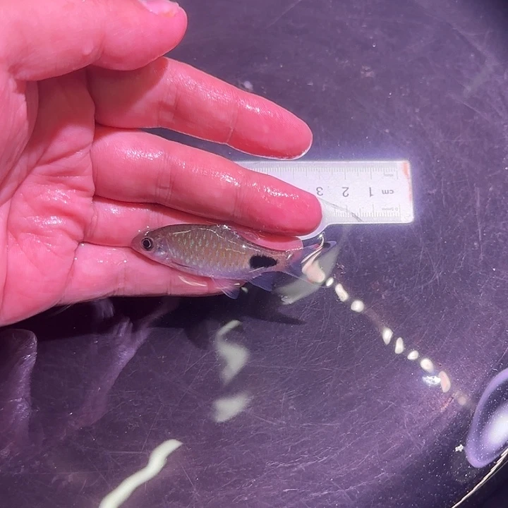工具鱼红杂蓝7厘米
