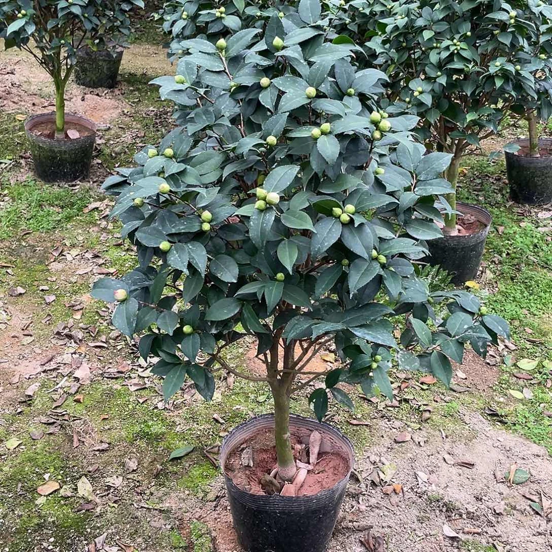 无花朵香妃11111111