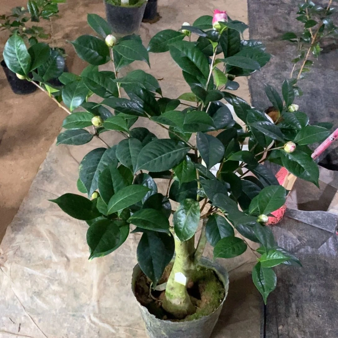 情人节。一物一拍